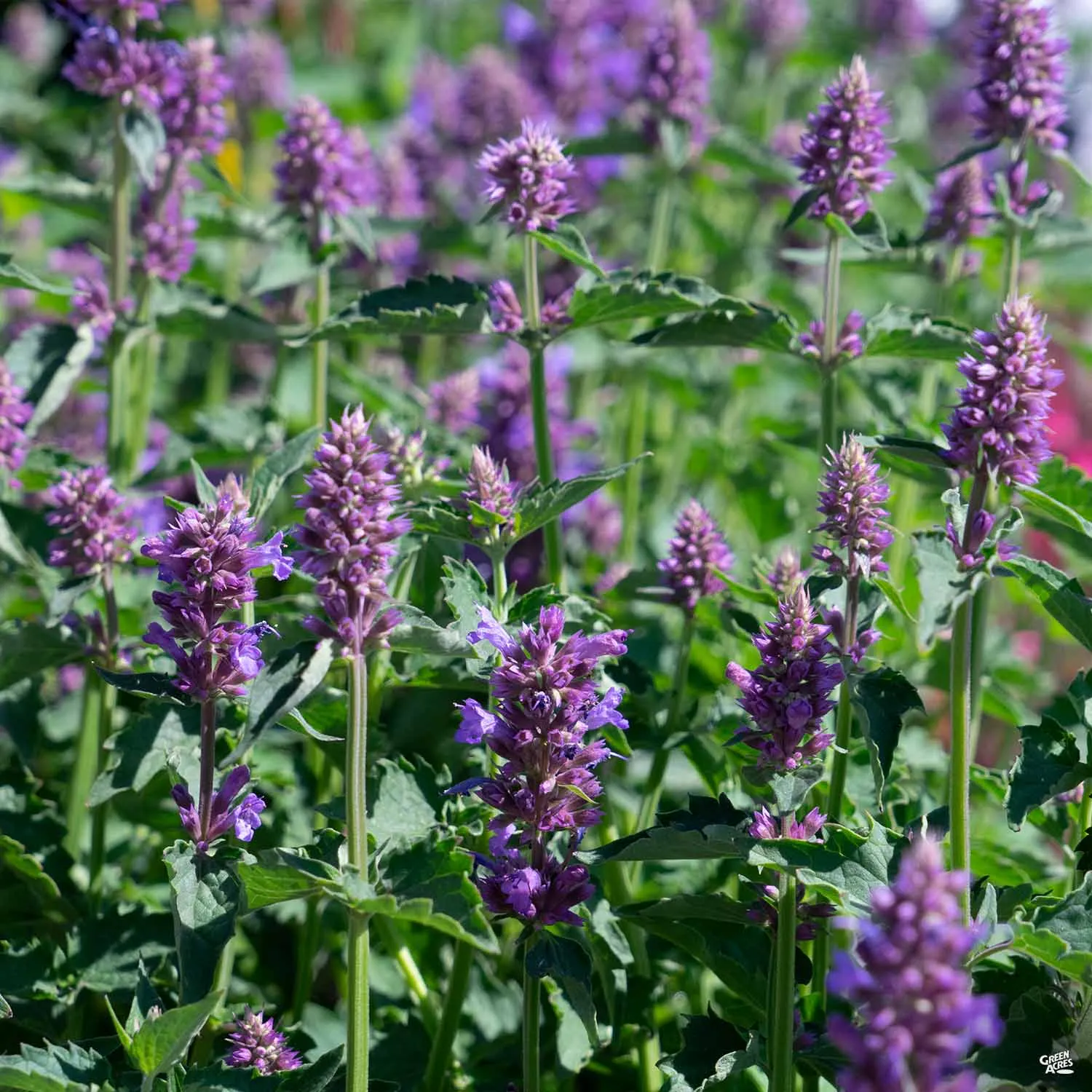 Agastache