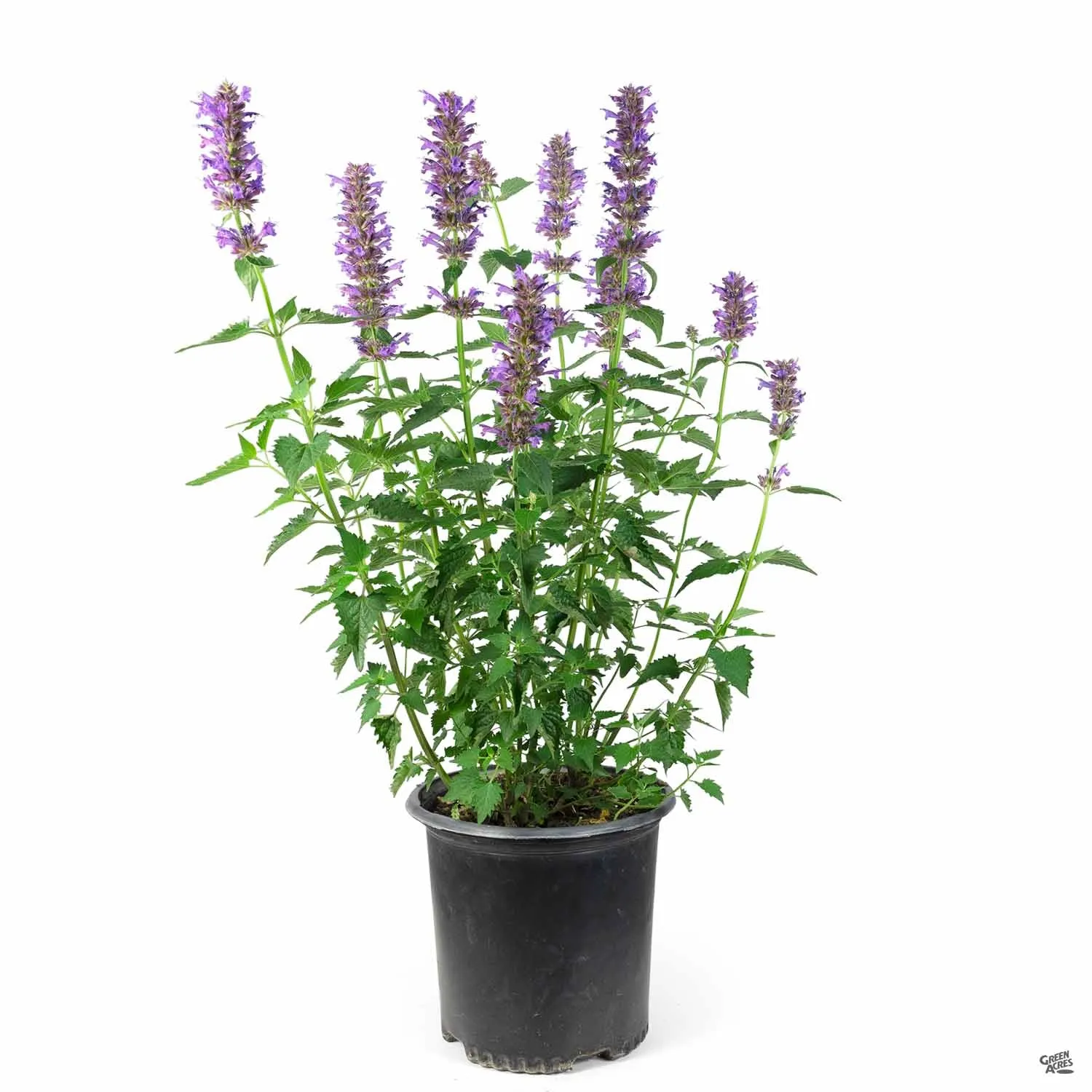 Agastache