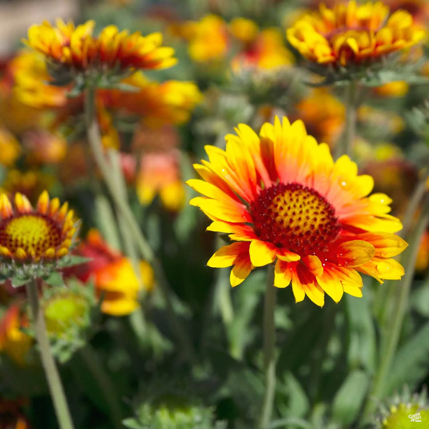 Blanket Flower