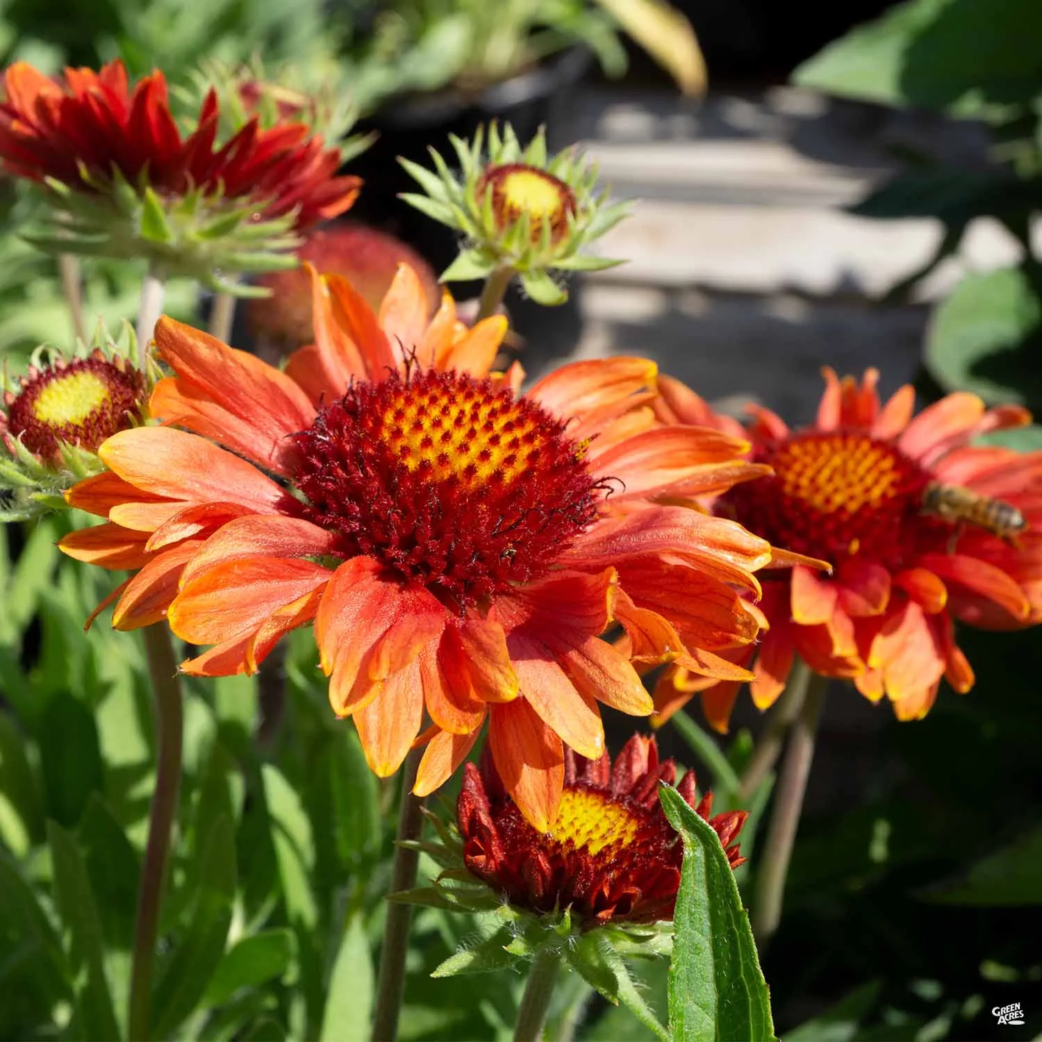 Blanket Flower