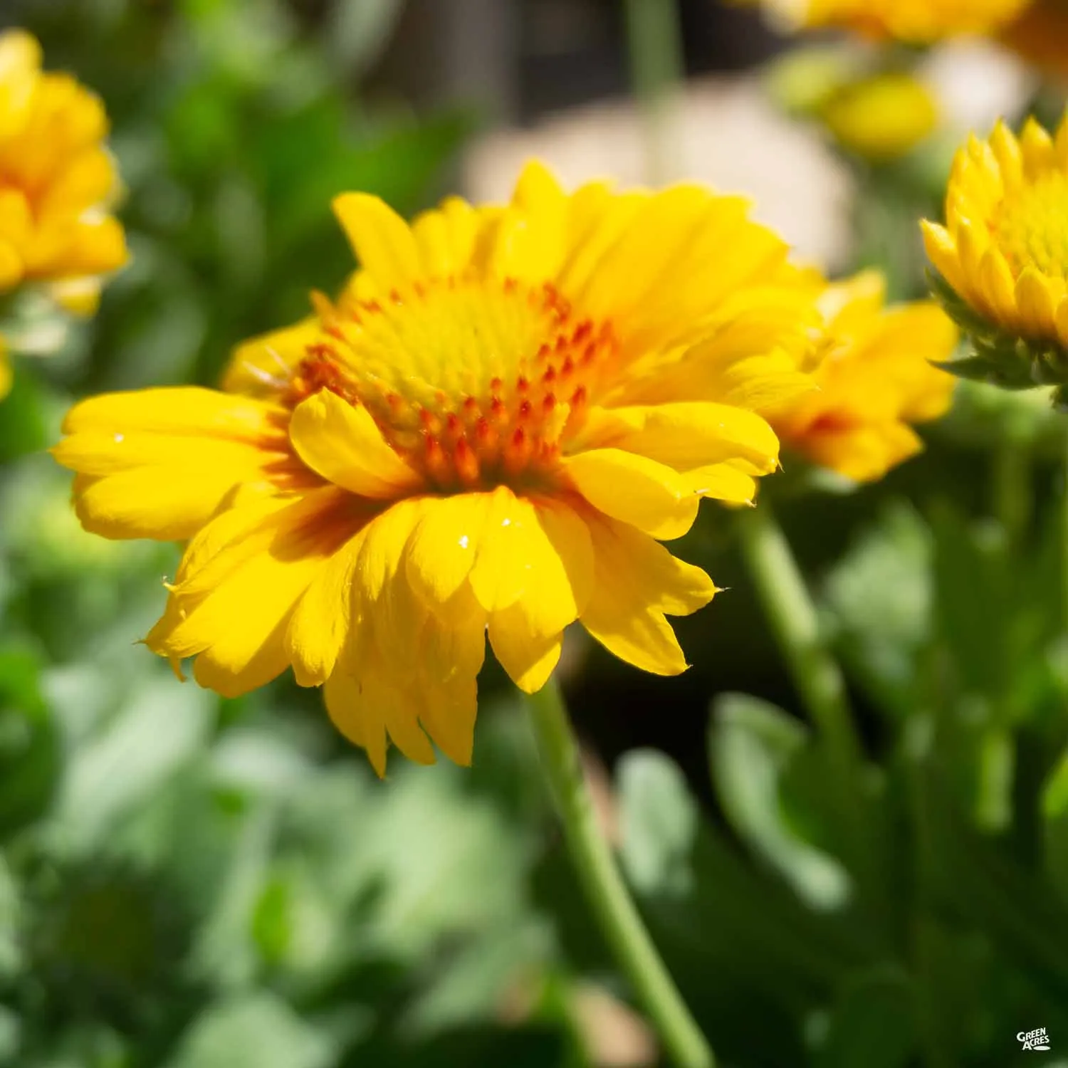 Blanket Flower