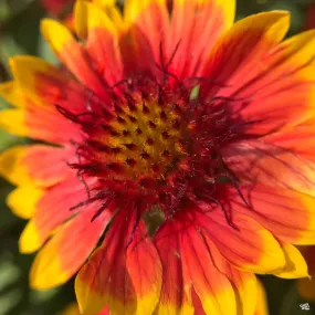 Blanket Flower