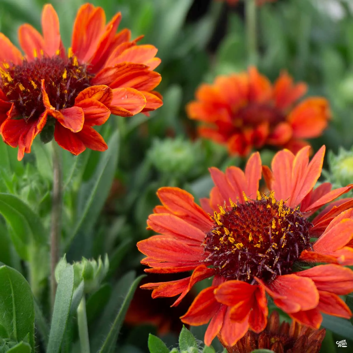 Blanket Flower