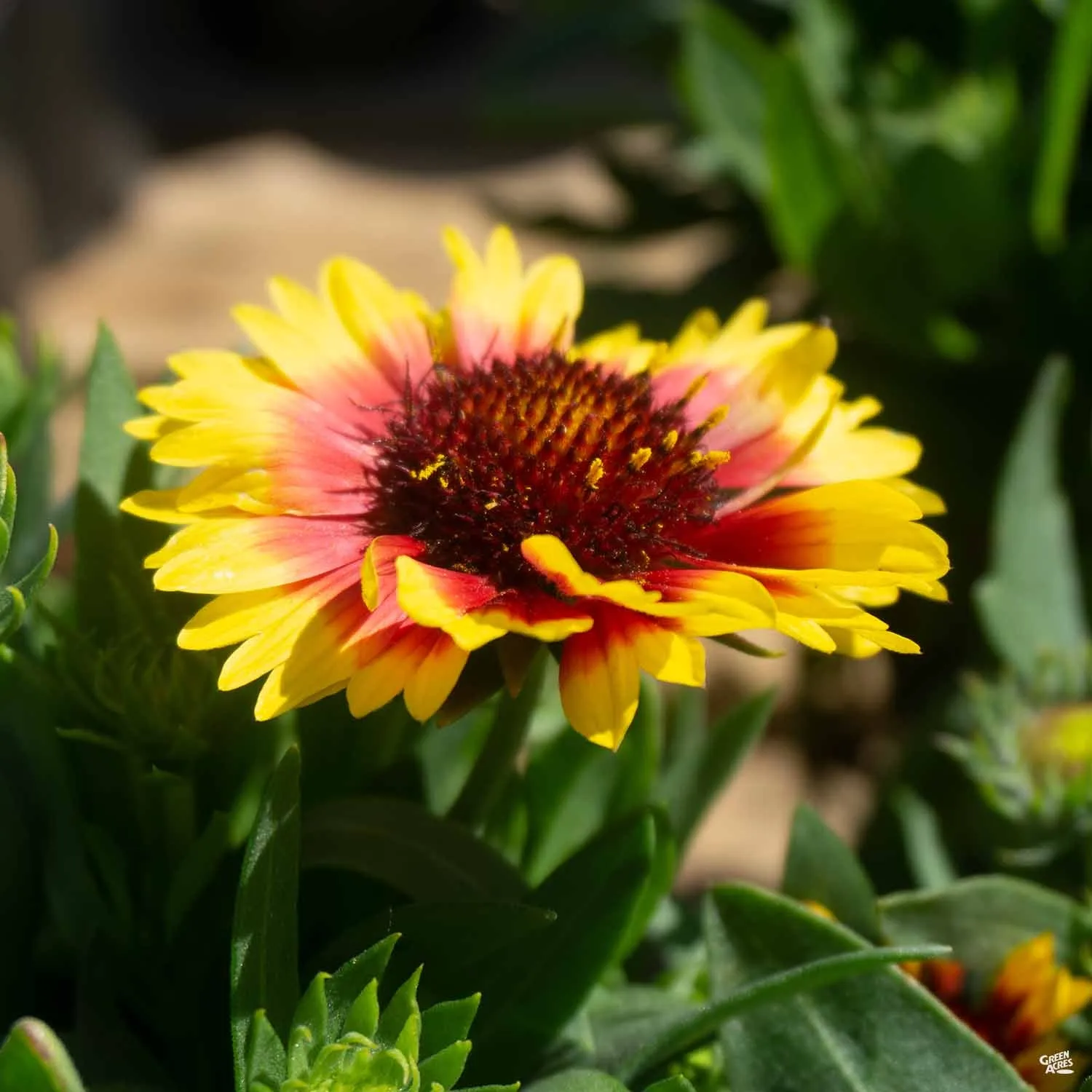 Blanket Flower