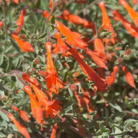 California Fuchsia