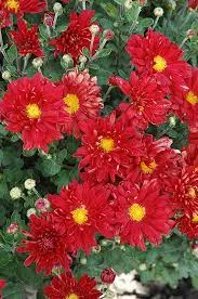 Chrysanthemum:  Firestorm 3.5" (Jf)