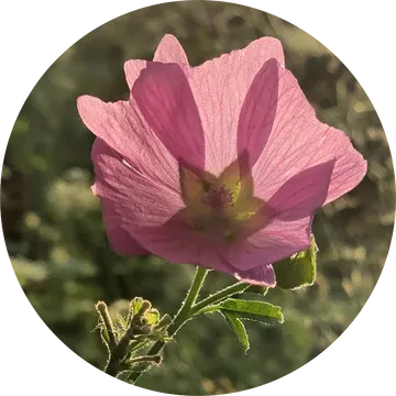 Musk Mallow Essential Oil - Living Libations