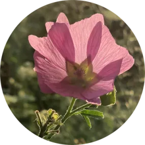 Musk Mallow Essential Oil - Living Libations